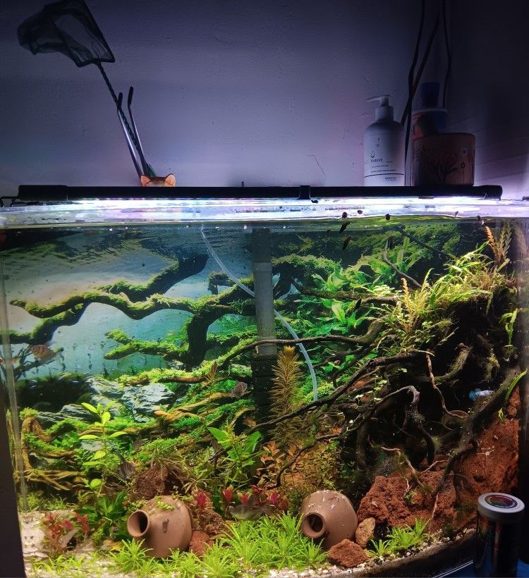 Hygger Auto On Off 30 36 Inch Led Aquarium Light Pet carriers Houses