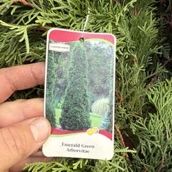 Emerald Green Arborvitae Trees 