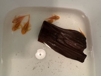 Fish tank driftwood