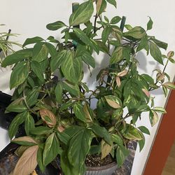 Large Syngonium Red Spot & Strawberry Milkshake Combined In 12”pot