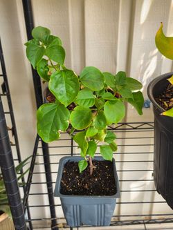 Bougainvillea plant
