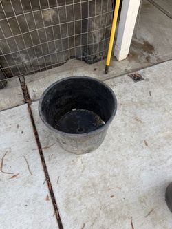 Pot