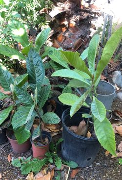 Loquat tree seedlings $10