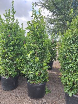 Eagleston Holly 30 gal