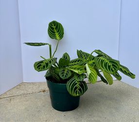Maranta lemon lime 6” pot b