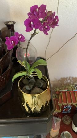 Orchid Pot 17$