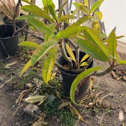 Plumeria