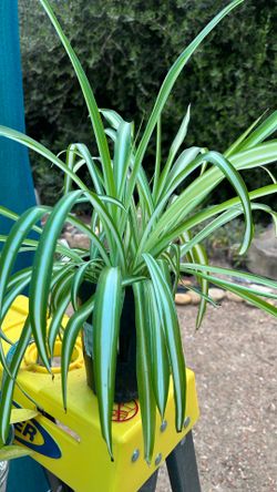Spider Plant