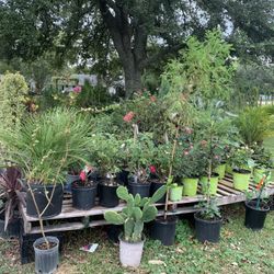 Plant Sale 