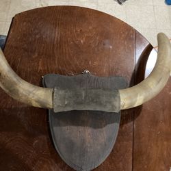 Antique Wall Taxidermy 