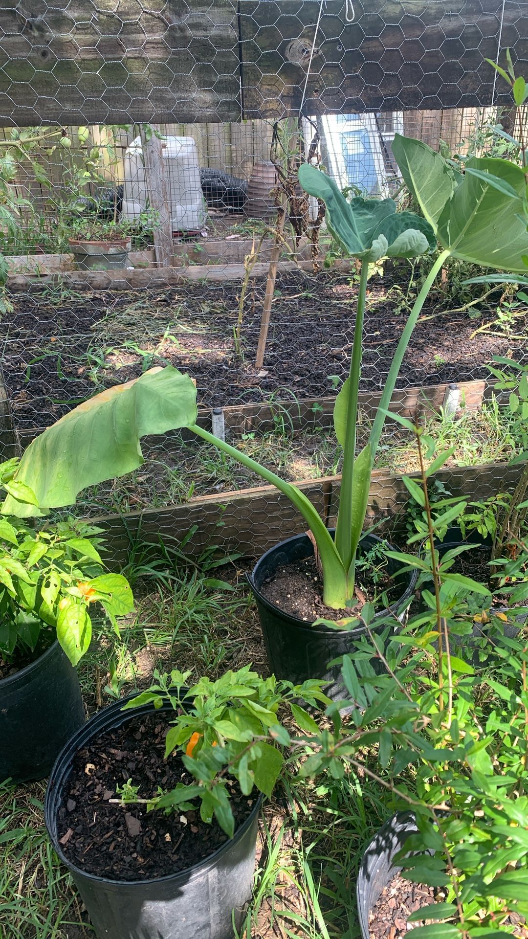 Elephant Ears Plant