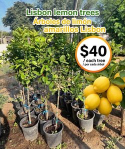 Lisbon lemon trees Árboles de limón amarillos Lisbon $40 each