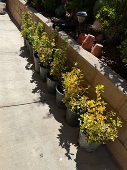 10 Golden Euonymus 5 Gallons  Pot