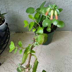 Kalanchoe  Laxiflora Plant 