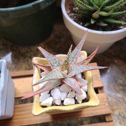 Aloe Succulent Arrangements