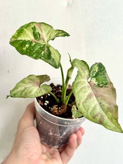 Syngonium Confetti Tricolor