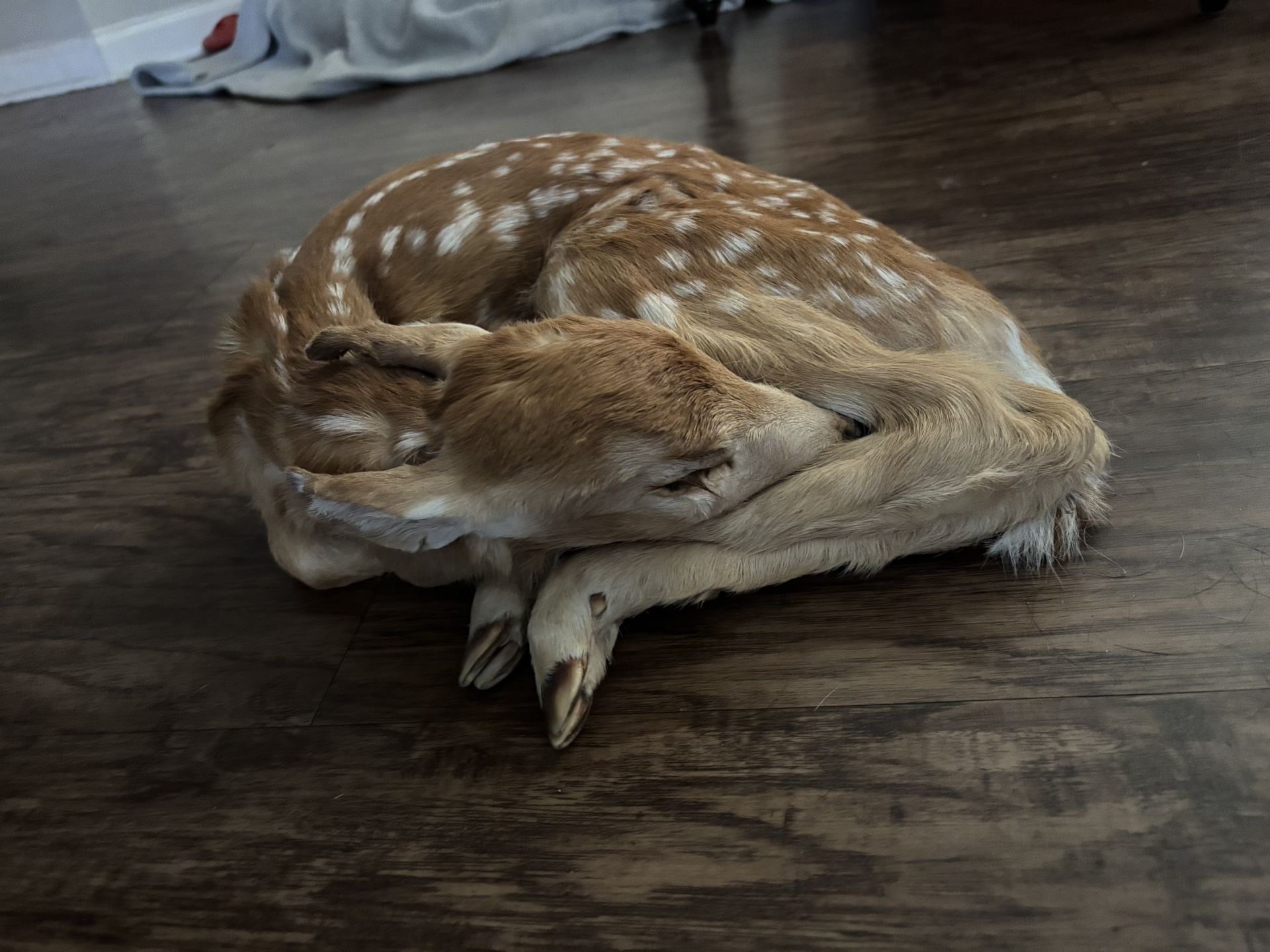 Man Cave Taxidermy Fawn
