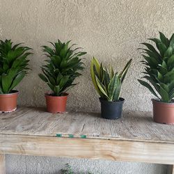 $10 Plants, Located in Perris!