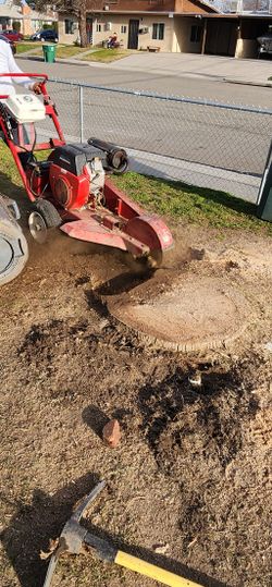 Stumps Stumps Stumps
