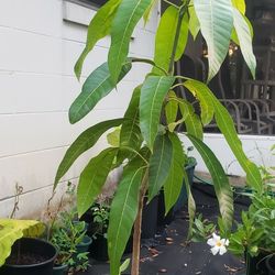 Fruit Tree