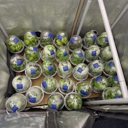 Pepper Plants All Different Types 