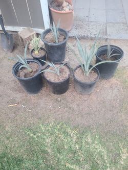 Real Blue agave