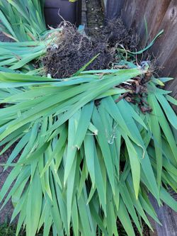 Plant bulbs Iris