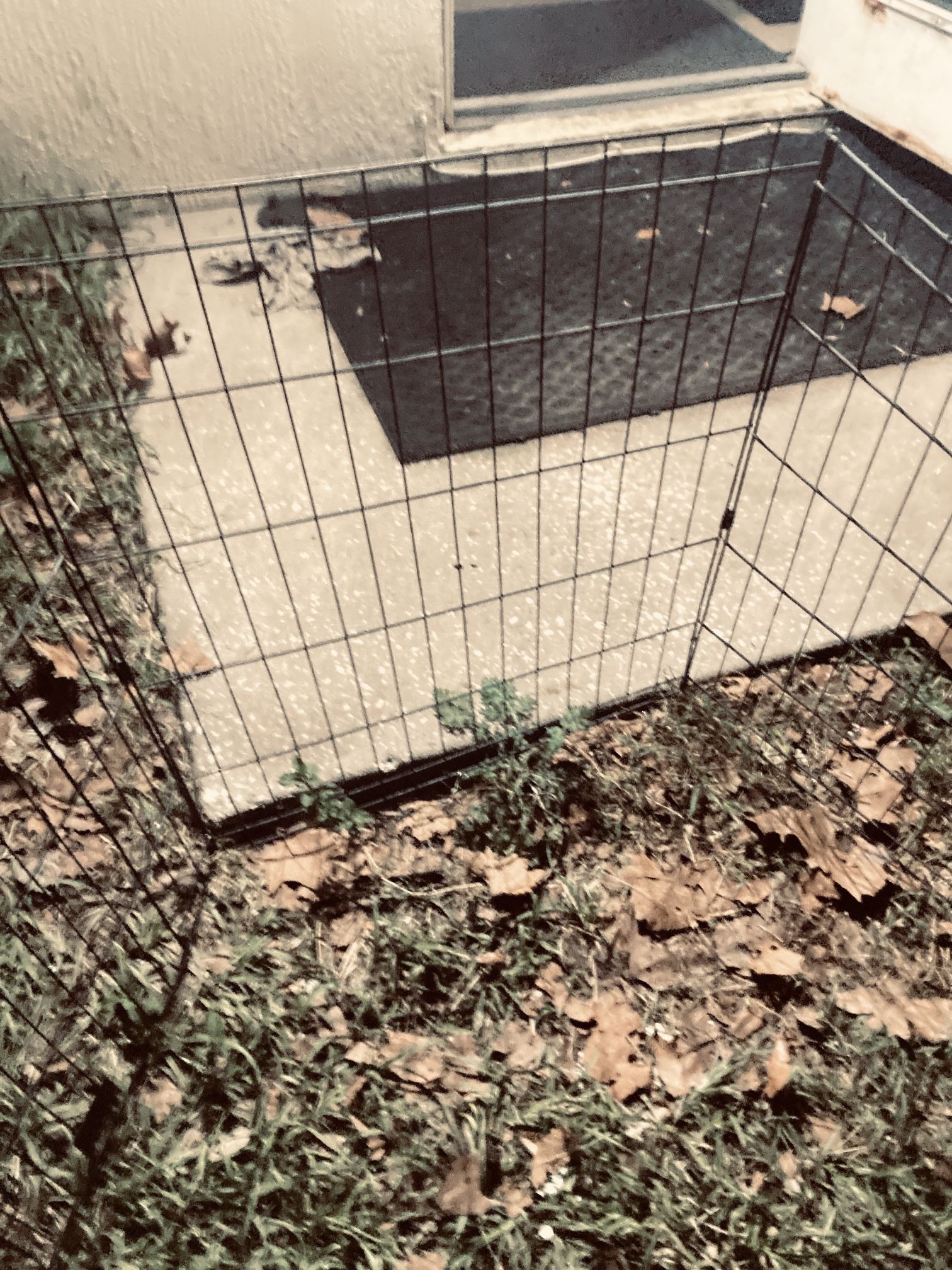 Multiple Dog Cage Panels For Sale In Brooksville FL OfferUp multiple-dog-cage-panels-for-sale-in-brooksville-fl-offerup