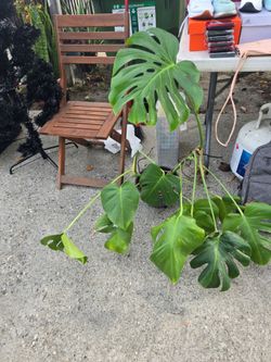 Monstera Deliciosa