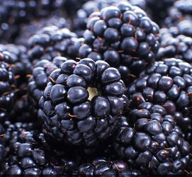 Plants For Sale - Perfect For Summer Planting! - $5 Each (Blackberries, Raspberries, Hostas, Lilies)