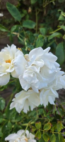 Free 10 bushes of white iceberg roses