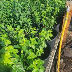 Chiles Del Monte 3gallones Bushes 