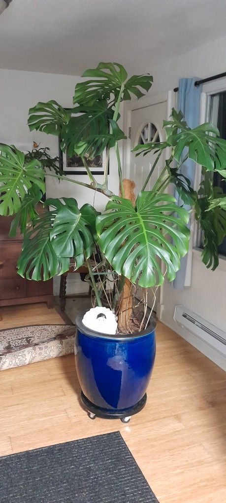 Giant Monstera, Pot, And Dolly $300