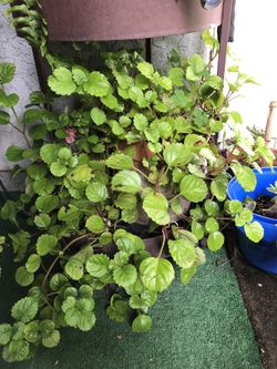Plants