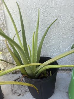 Aloe Vera