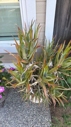 Family of aloe Vera on ceramic pot