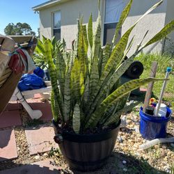 Snake Plant 