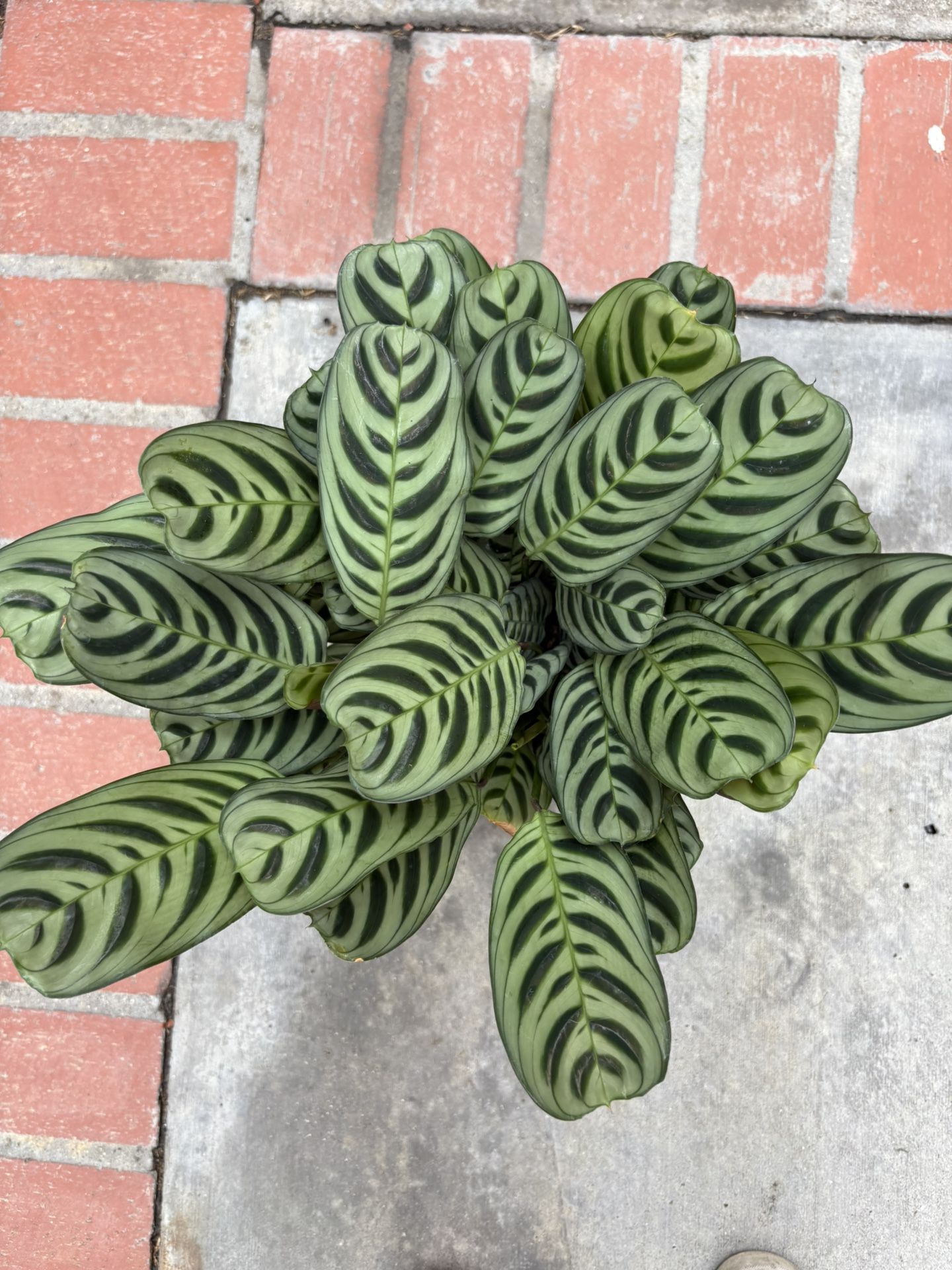 Fishbone Prayer Plant