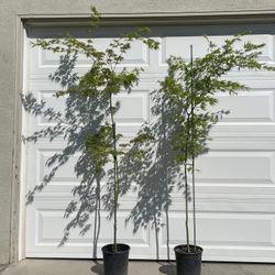 Green Japanese Maple 