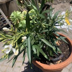 Olander White Flowers Italian Clay Pot.,Big 15 Gallon 