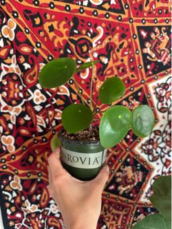 Various house plants