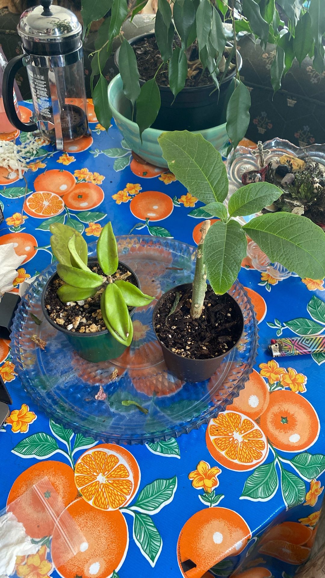 PLANT TRADE