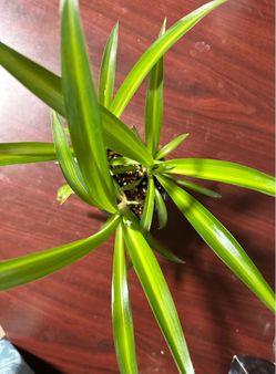 Variegated Hawaiian Spider Plant in 4” Pot