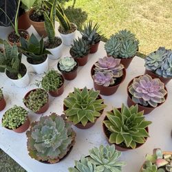 Succulents And House Plants