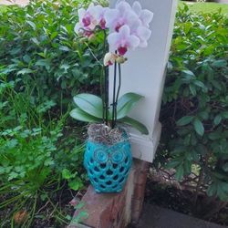 Coastal Beach Cottage Blue Fish Vase & Orchid Home Accent Decor Real Orchid 