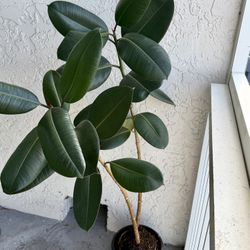 Big house plant