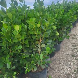 Clusia 15g full 