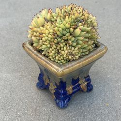 Succulents plants 🌱 （Echeveria Agavoides Maria Crested）