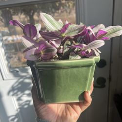 Tradescantia/ Pink Wondering Jew / House Plant In Green Ceramic Pot