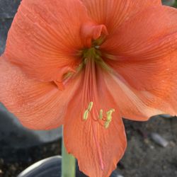 Orange Amaryllis 